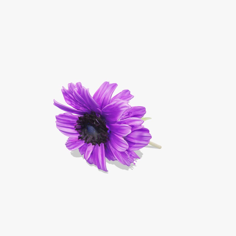 Purple Cornflower Realistic Botanical Model Pack